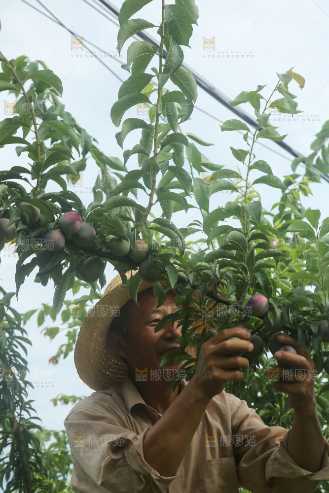树上的五月脆李