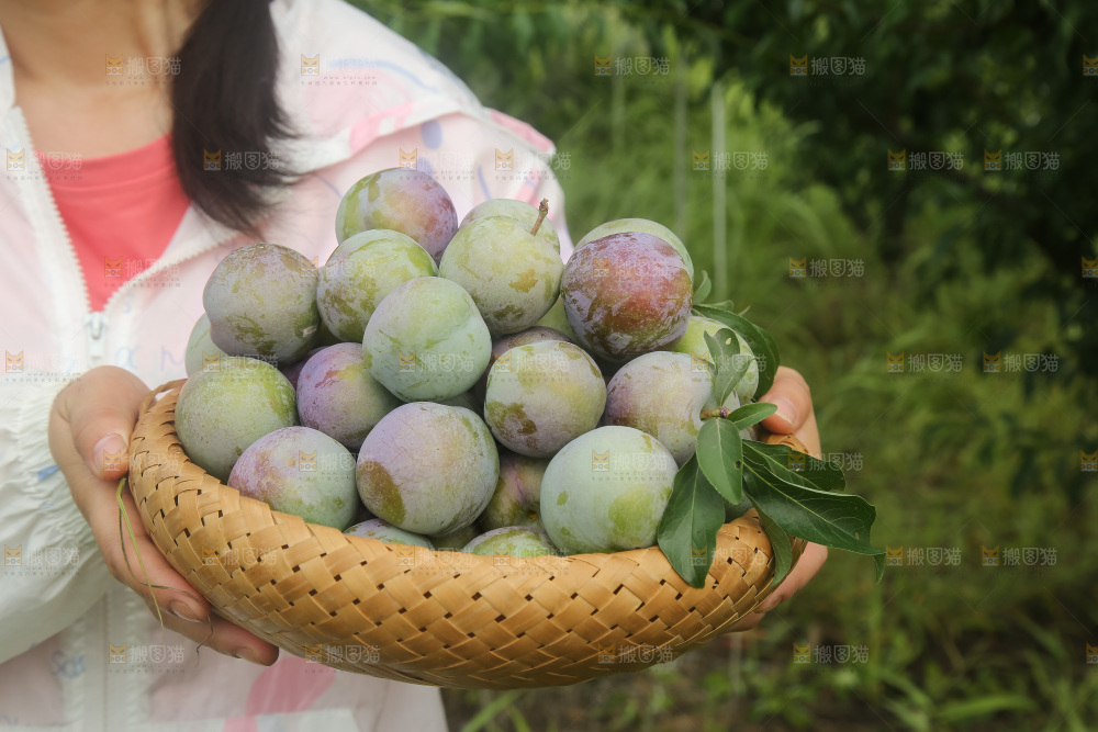 新鲜现摘的五月脆李