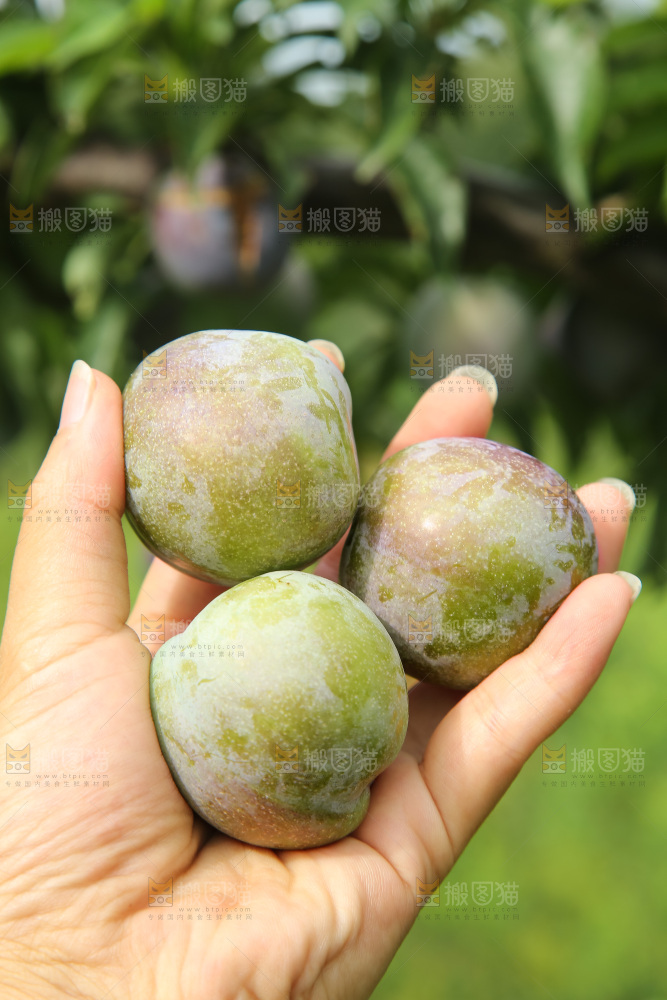 新鲜现摘的五月脆李