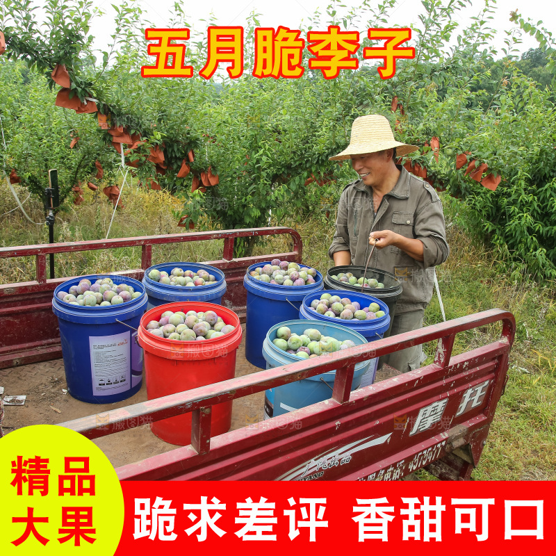 新鲜现摘的五月脆李