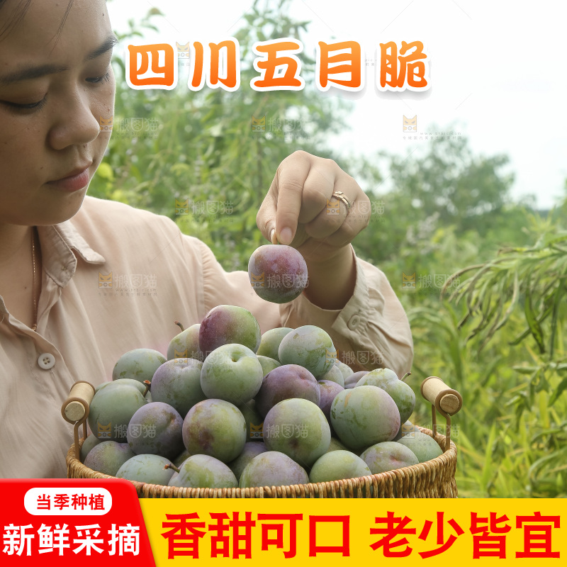新鲜现摘的五月脆李