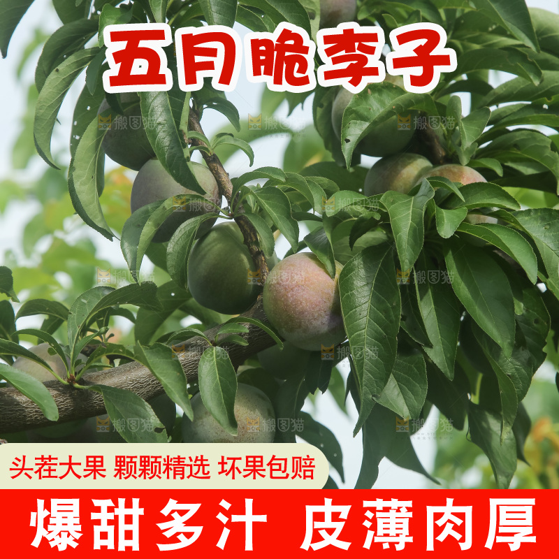 树上的五月脆李