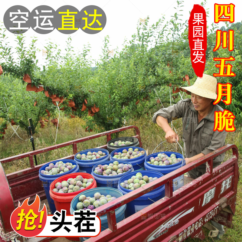 新鲜现摘的五月脆李
