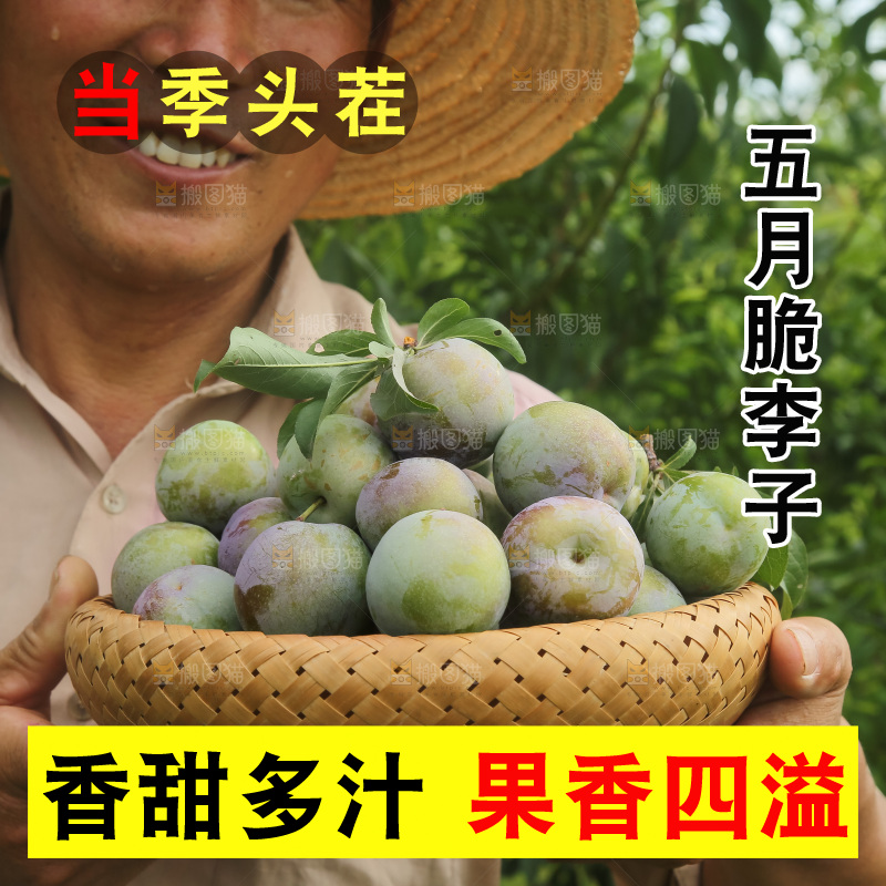 新鲜现摘的五月脆李