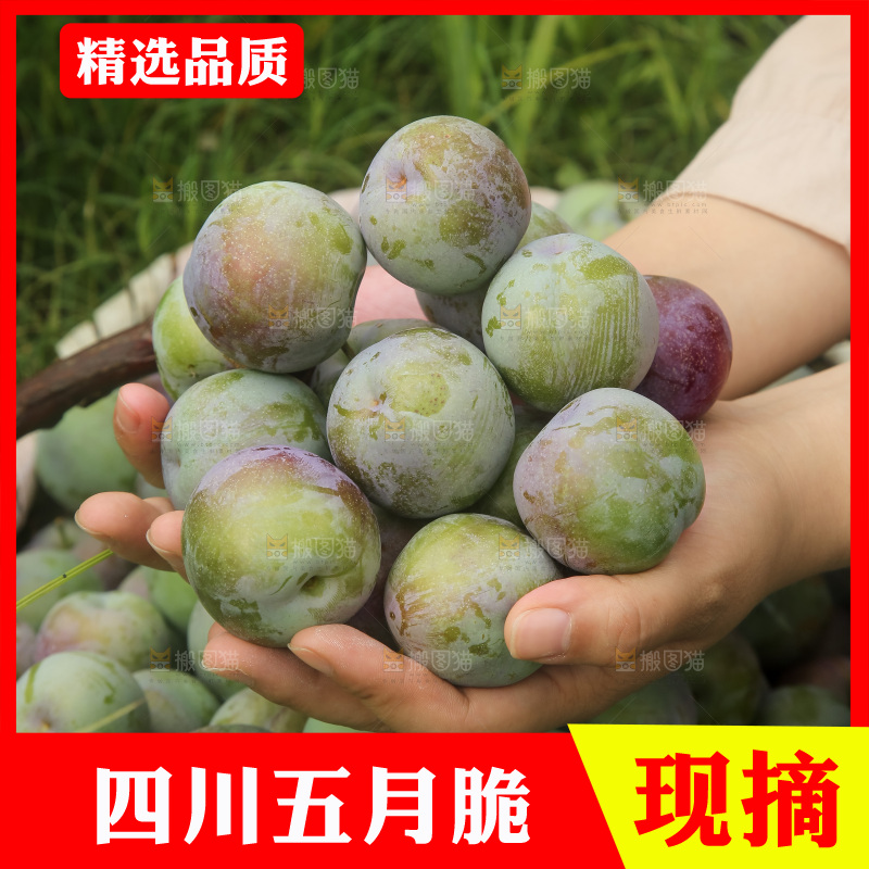 新鲜现摘的五月脆李