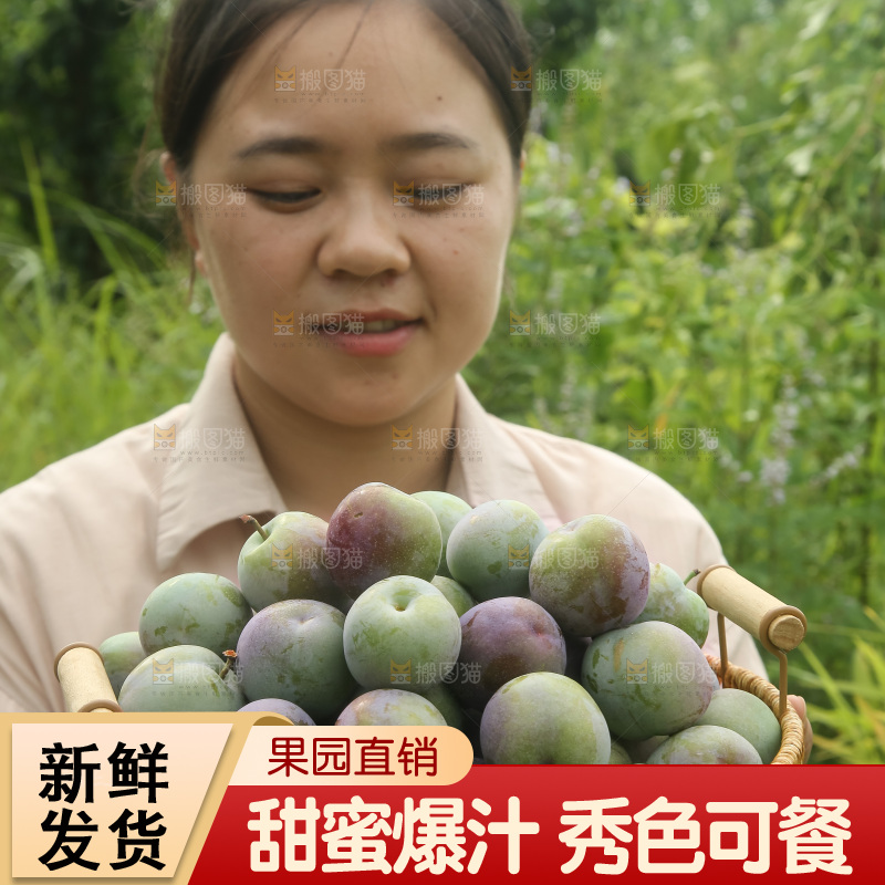 新鲜现摘的五月脆李