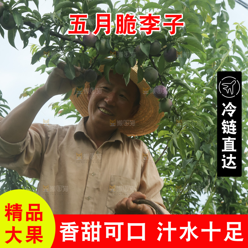 树上的五月脆李