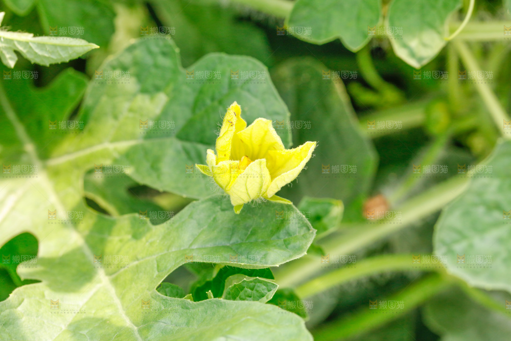 地里新鲜现摘大西瓜