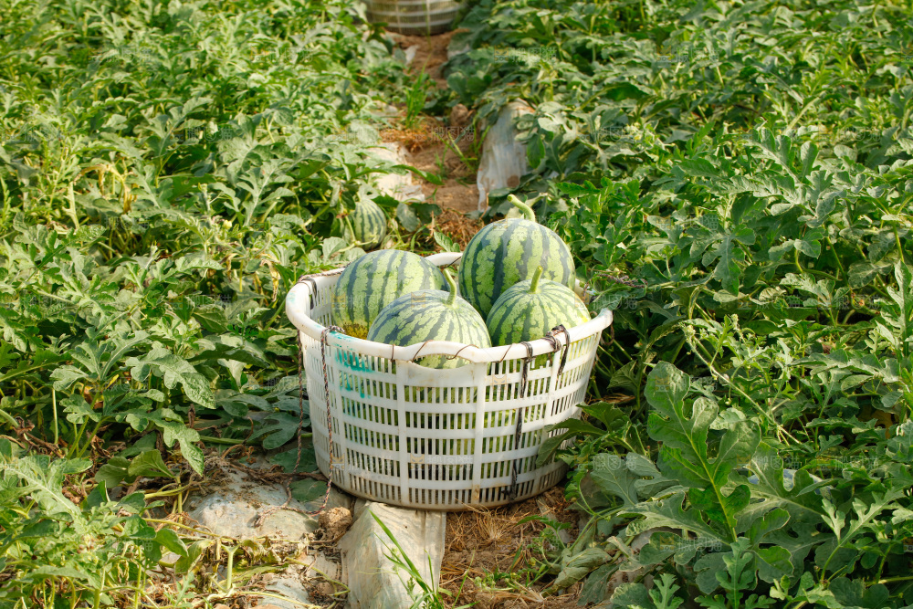 地里新鲜现摘大西瓜