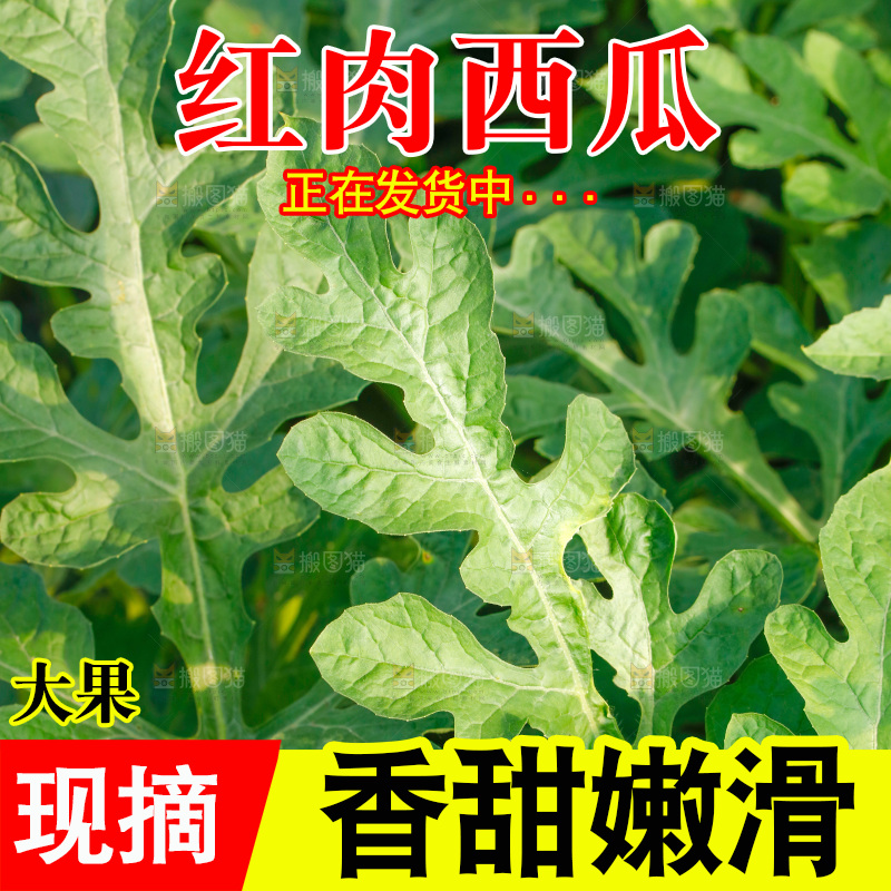 地里新鲜现摘大西瓜