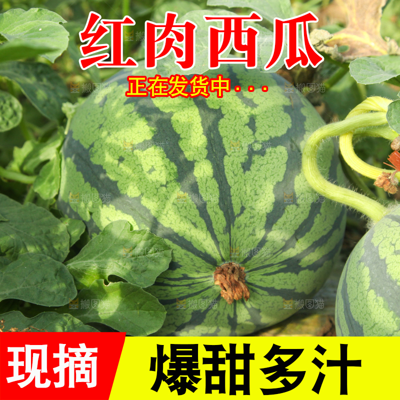 地里新鲜现摘大西瓜
