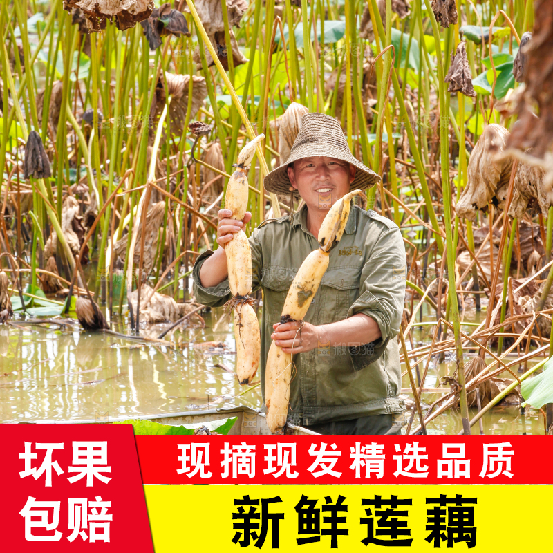 荷塘现挖莲藕