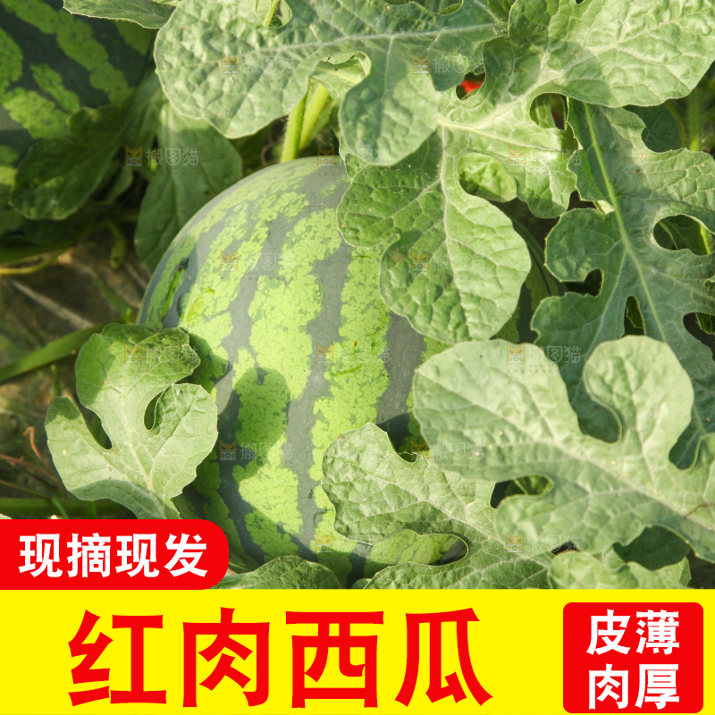 地里新鲜现摘大西瓜