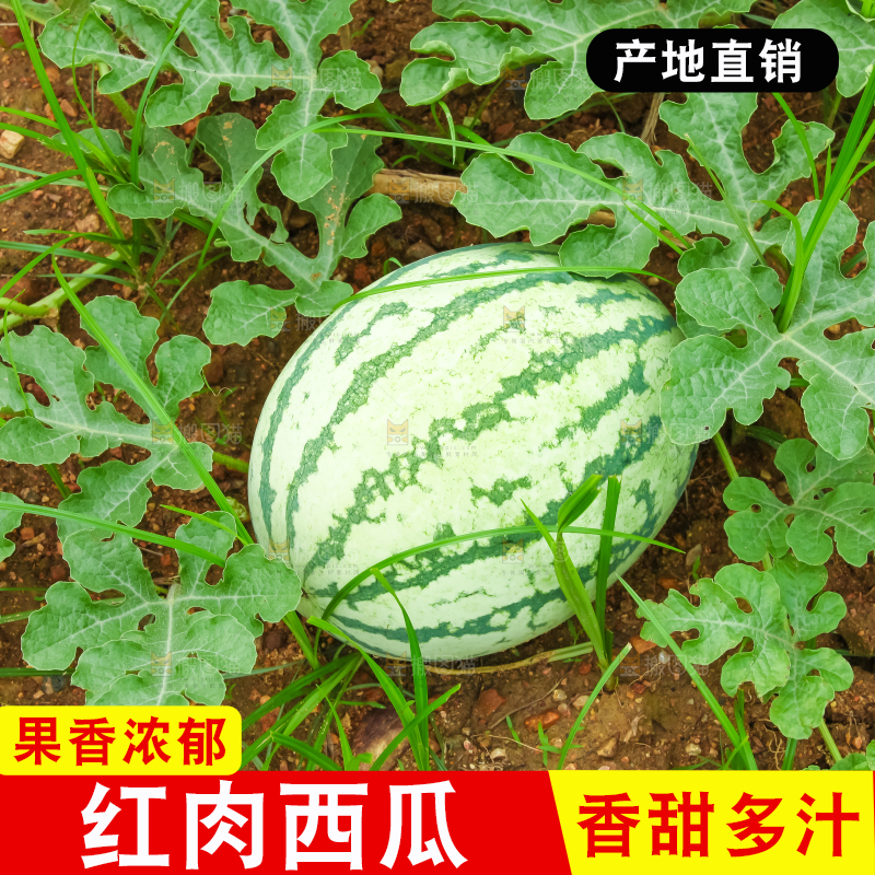 地里新鲜现摘大西瓜
