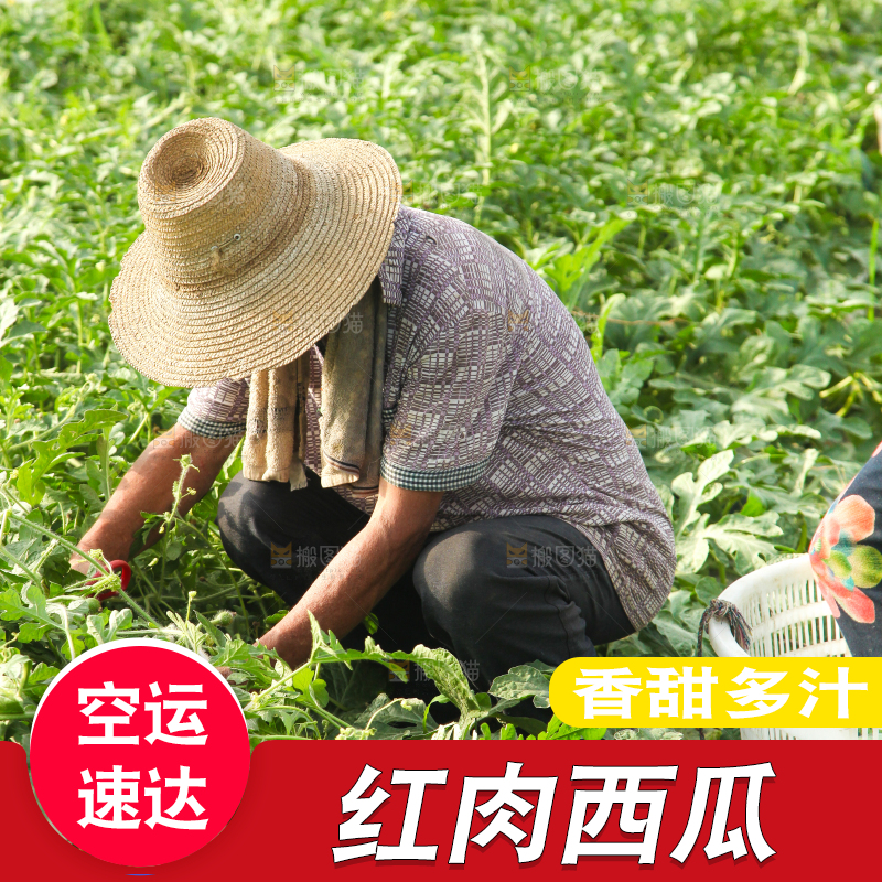 地里新鲜现摘大西瓜