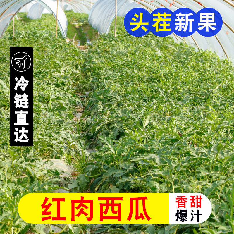 地里新鲜现摘大西瓜