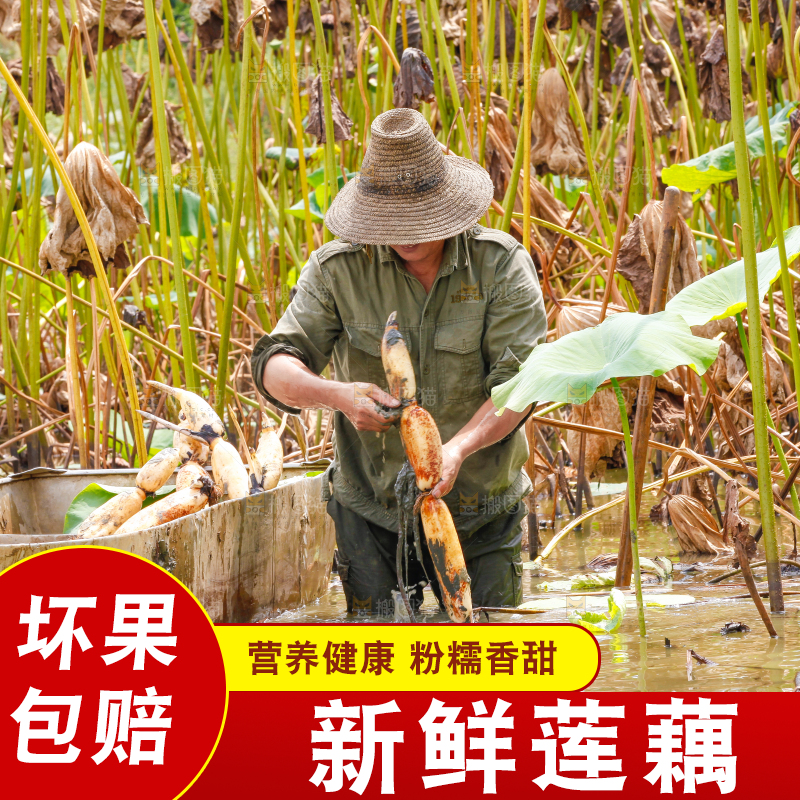 荷塘现挖莲藕