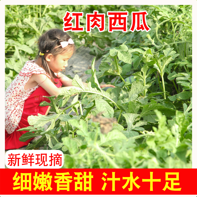 手里拿着新鲜西瓜