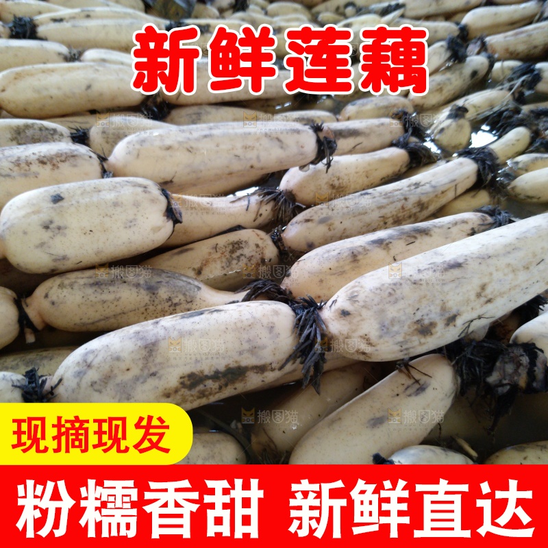 摆放整齐的莲藕