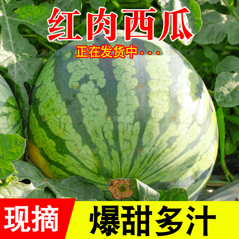 地里新鲜现摘大西瓜