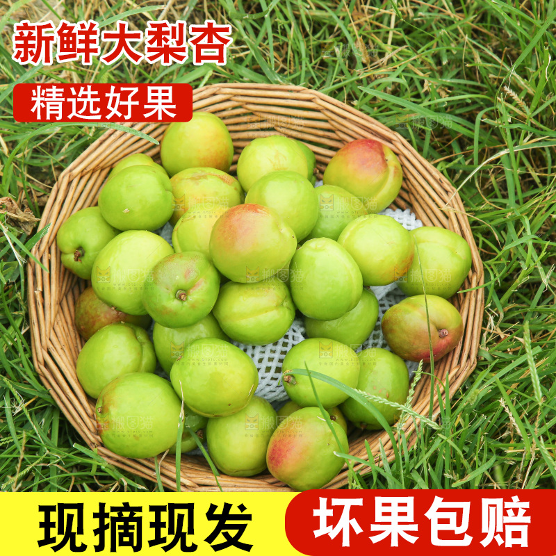 草地上放着大梨杏