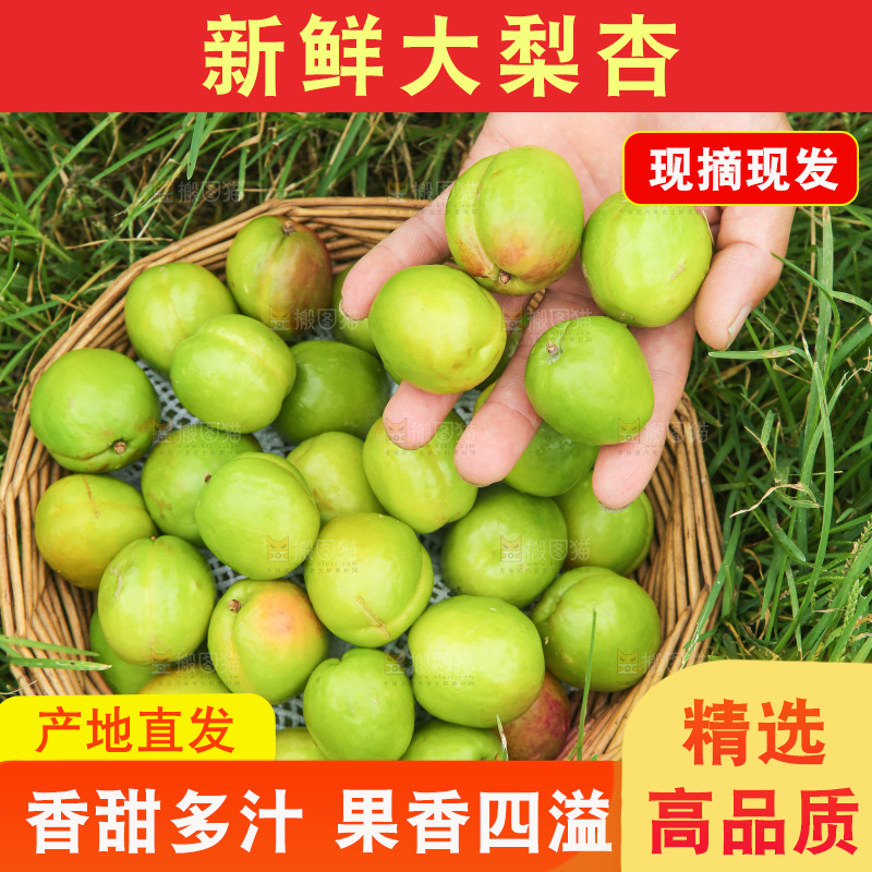 手里拿着大梨杏