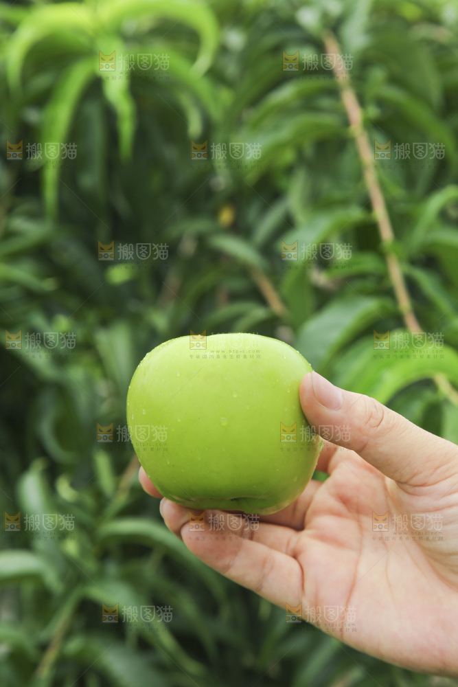 手里拿着青苹果