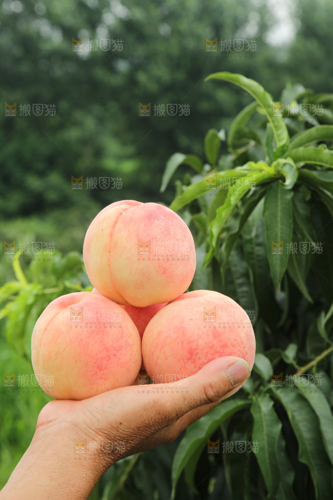 手里拿着阳山水蜜桃
