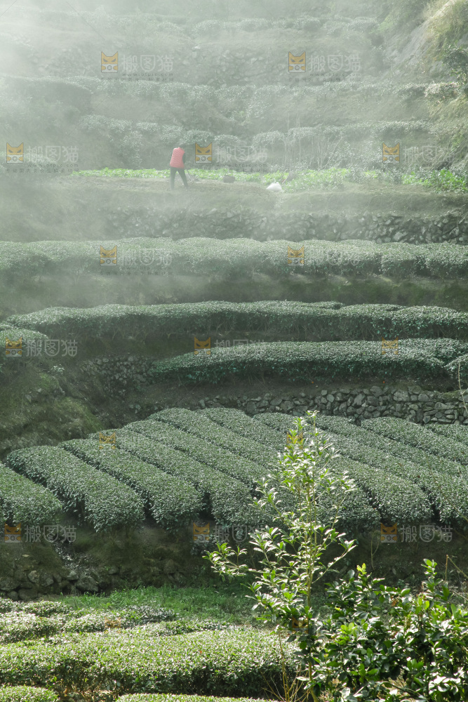 大片茶园