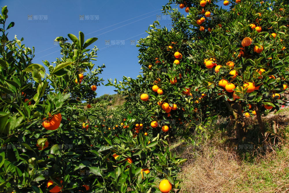 橙子产地