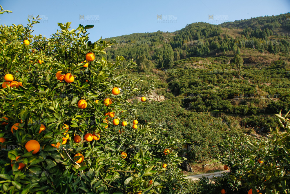 橙子产地