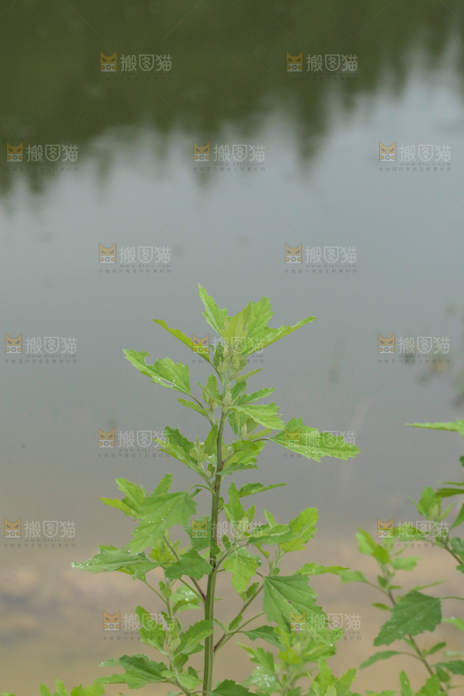 户外风景河水
