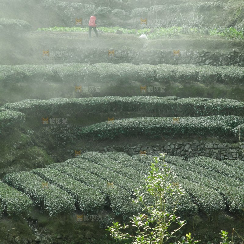 大片茶园