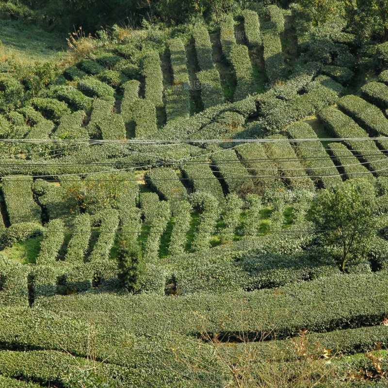 大片茶园