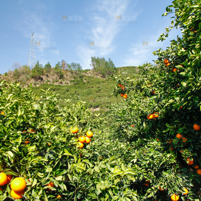 橙子产地