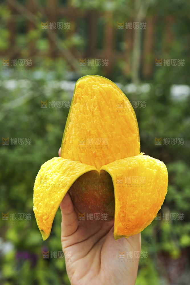 手里拿着贵妃芒