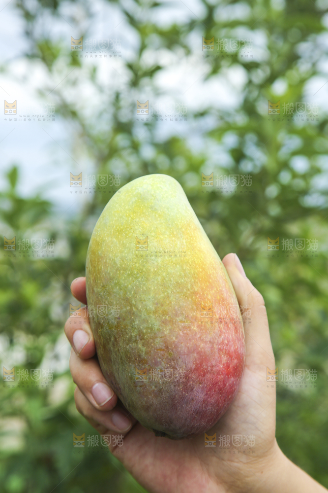 手里拿着贵妃芒