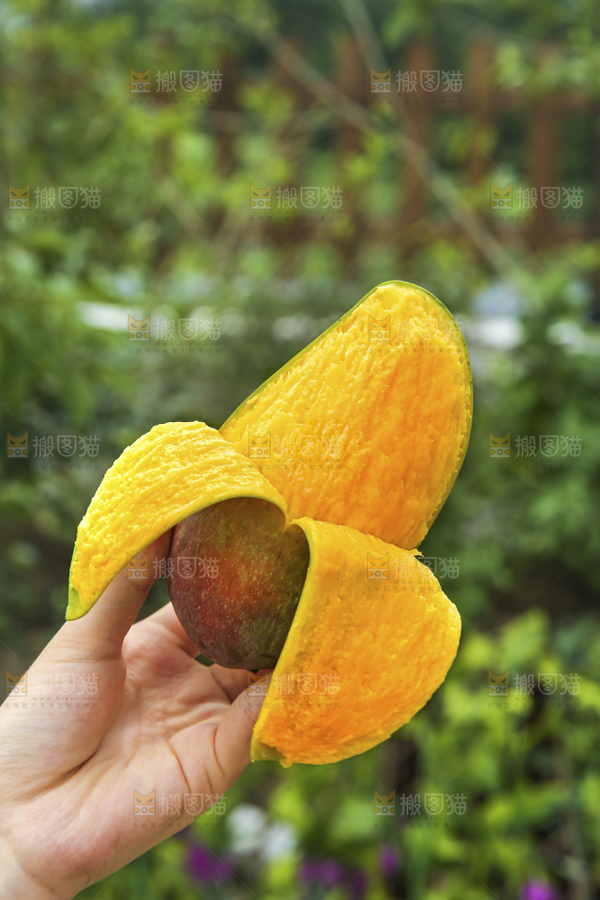手里拿着贵妃芒