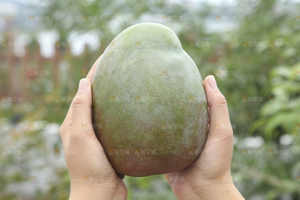 手里拿着凯特芒