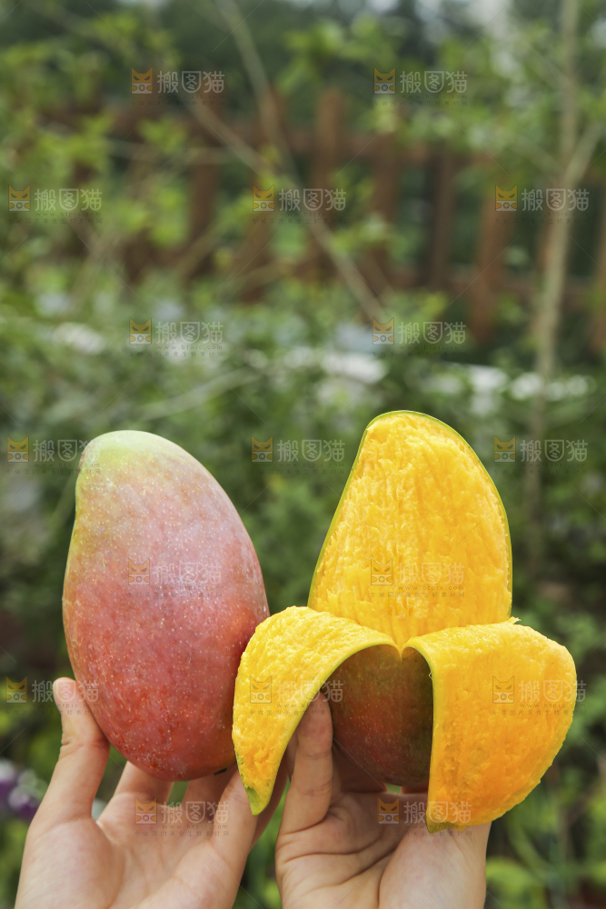 手里拿着贵妃芒