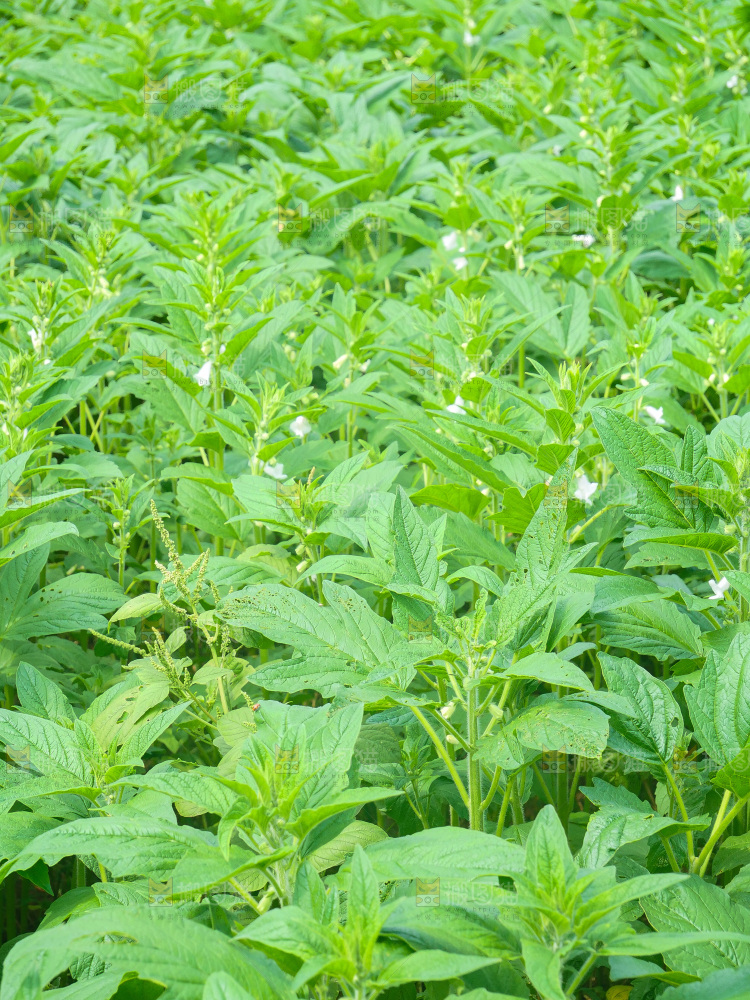 大片芝麻产地