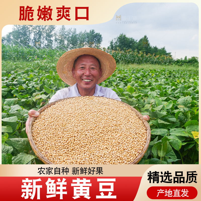 手里拿着黄豆