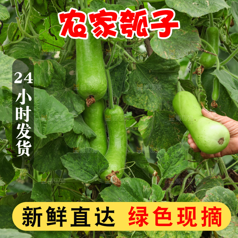 藤上的瓠子