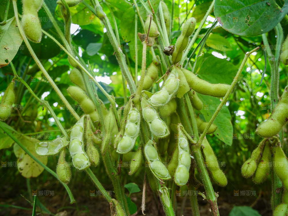 大片毛豆产地