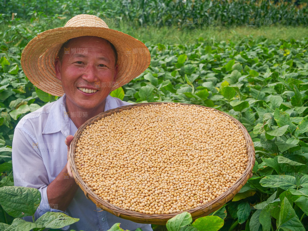手里拿着黄豆