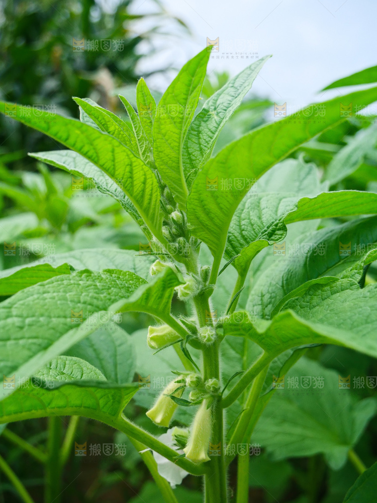 大片芝麻产地