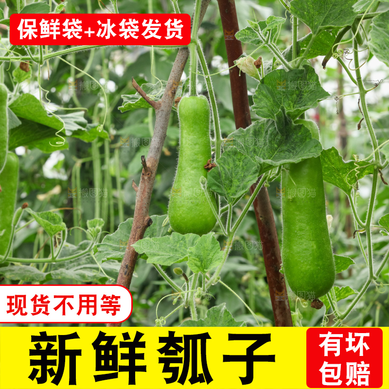 藤上的瓠子