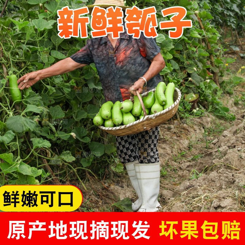 藤上的瓠子