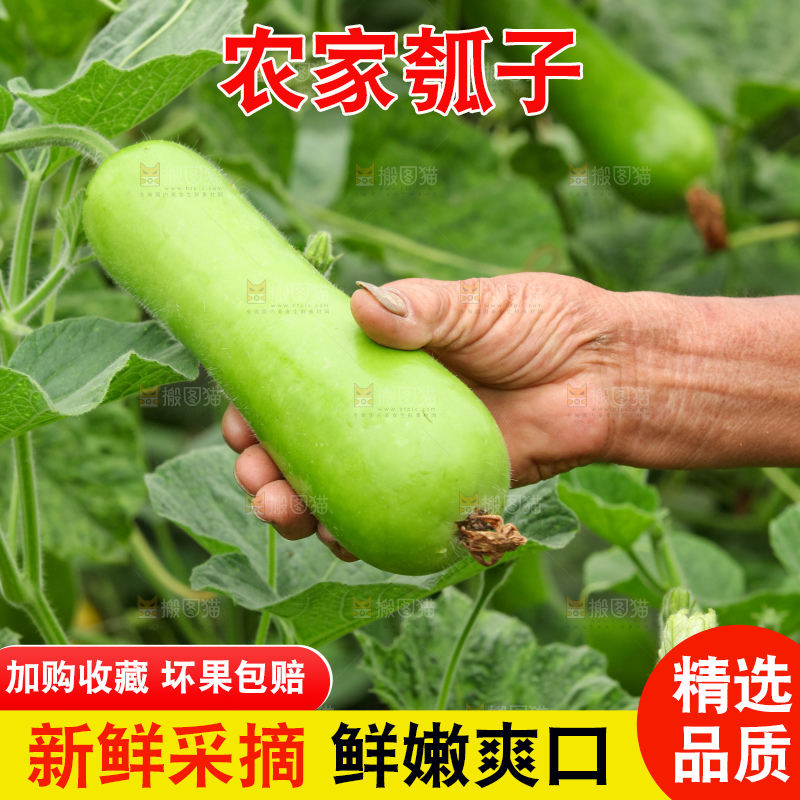 藤上的瓠子