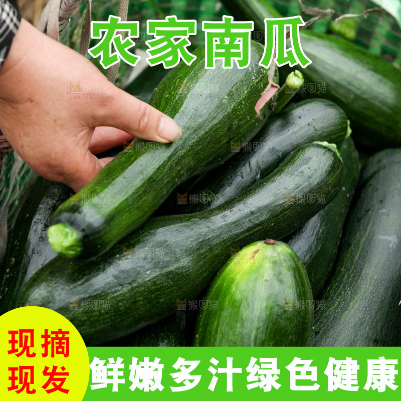 篮子里的现摘的南瓜